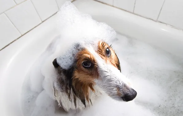 Look, each, dog, bath