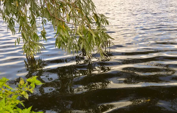 Picture Water, Lake, Leaves, Branch, Lake, Trees