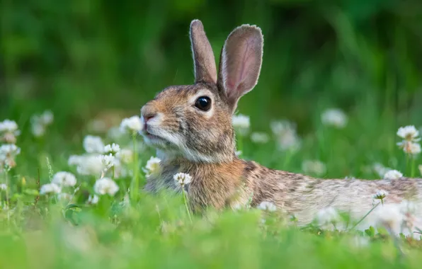 Grass, flowers, nature, grey, animal, hare, portrait, clover