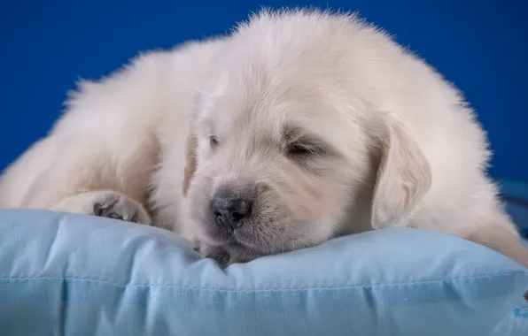Picture baby, cute, puppy, pillow, Golden Retriever