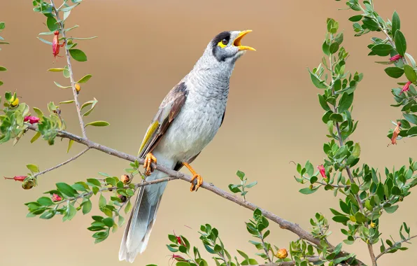 Leaves, nature, bird, branch, beak, tail, the black-capped manorina