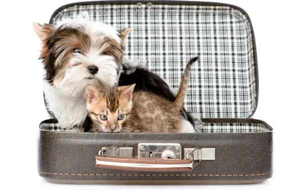 Kitty, dog, suitcase, kitten, Dogs, Terrier