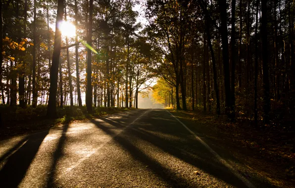 Autumn, forest, forest, Germany, Autumn, germany