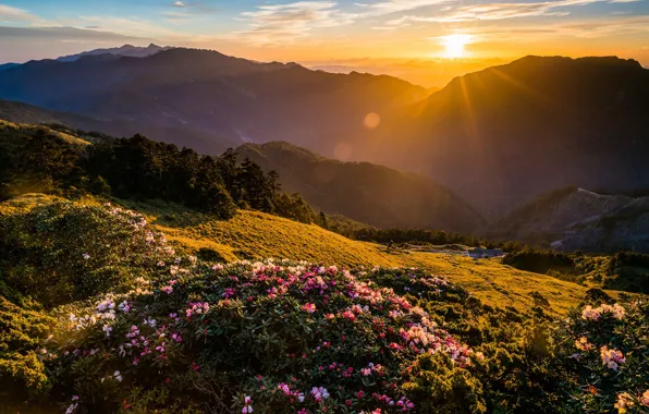 Picture the sky, the sun, clouds, rays, light, landscape, sunset, flowers