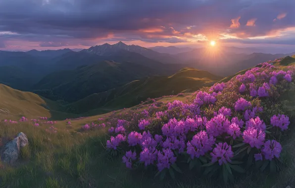 The sun, clouds, rays, flowers, mountains, fog, stones, dawn