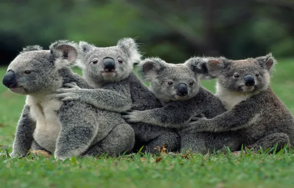 Australian, group, family, marsupial, Koalas
