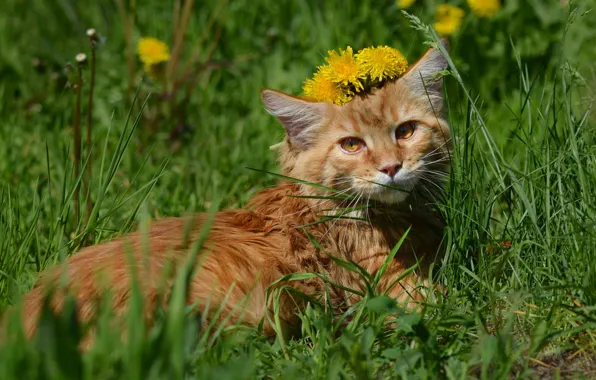 Greens, cat, grass, cat, look, light, flowers, nature