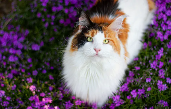 Cat, cat, look, face, flowers, nature, glade, garden