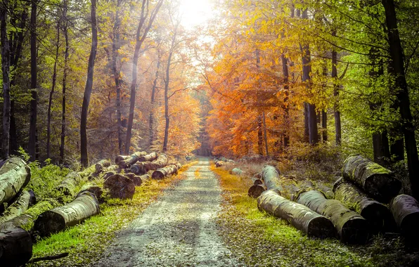 Road, autumn, forest, the sun, trees, logs