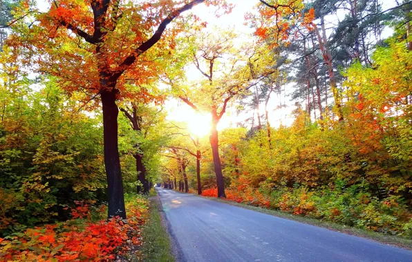 Picture road, autumn, forest, rays, trees