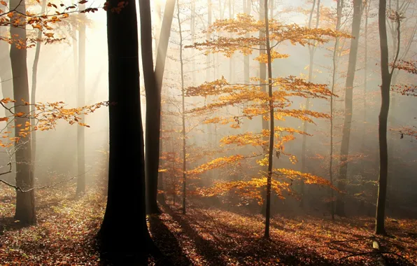 Autumn, forest, leaves, rays, trees, fog