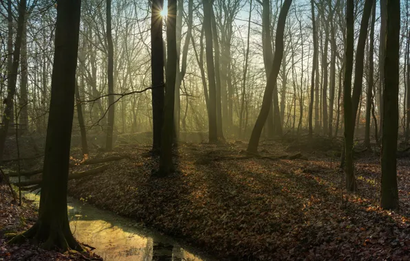 Autumn, forest, rays, light, trees, branches, fog, stream