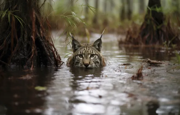 Bathing, lynx, face, AI art, neural network