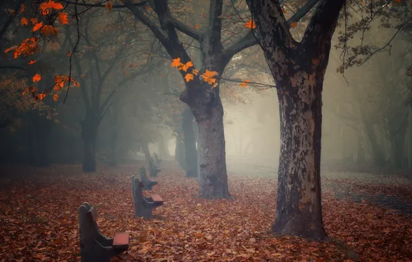 Autumn, nature, fog, Park