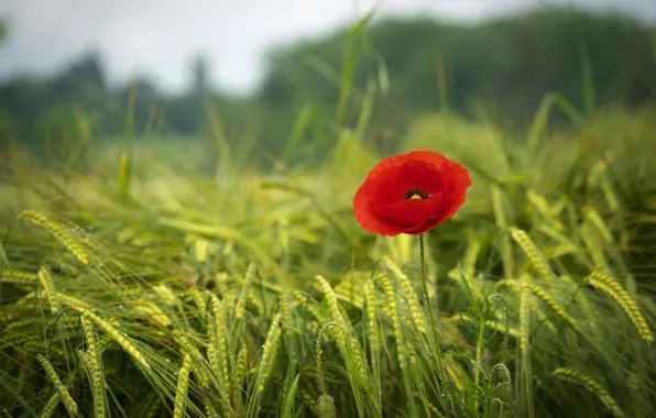 Picture greens, field, grass, red, green, Mac, spring, red