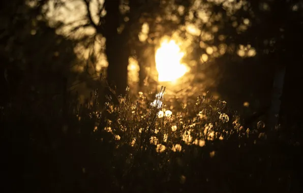 Light, nature, morning