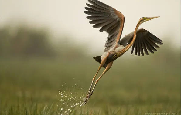 Nature, bird, swamp, Heron