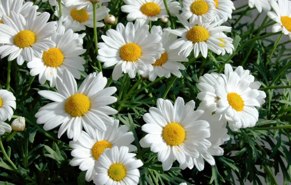Picture flowers, chamomile, white, the bushes, a lot