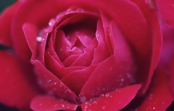 Drops, macro, roses