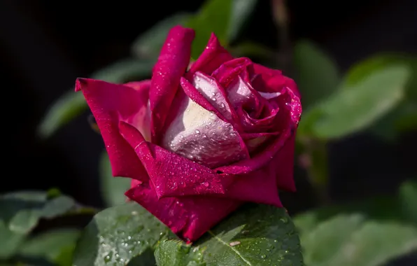 Drops, macro, bright, roses, pink, buds, bokeh