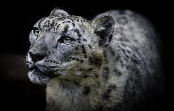 Cat, look, background, snow leopard