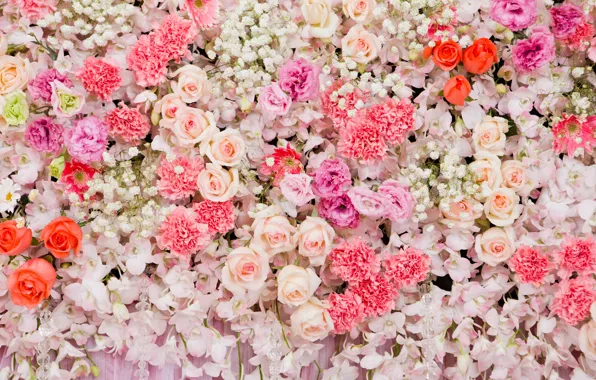 Picture flowers, background, roses, colorful, pink, white, white, buds, pink, flowers, roses, bud