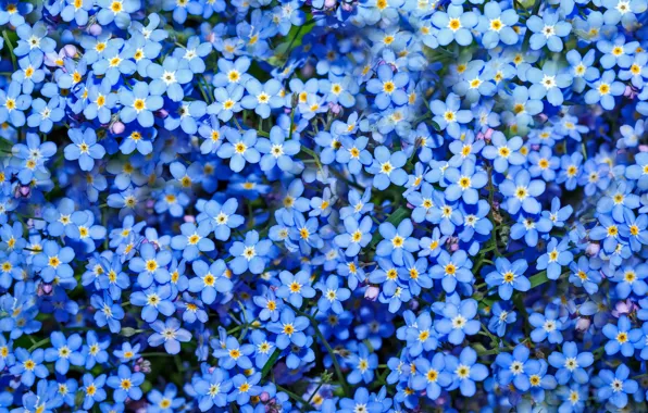 Picture summer, flowers, blue, glade, spring, flowerbed, a lot, forget-me-nots