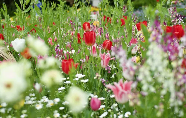 Greens, flowers, chamomile, spring, garden, tulips, red, pink