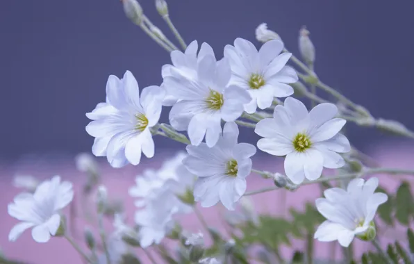 Macro, Cerastium felt, Cerastium