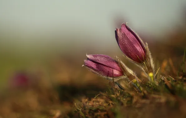 Macro, flowers, nature