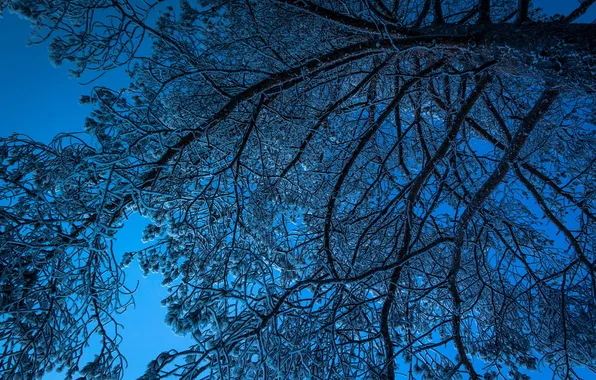 Trees, branches, nature