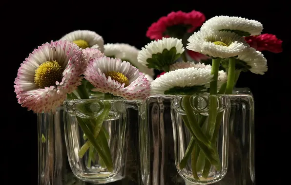 Glass, glass, background, petals