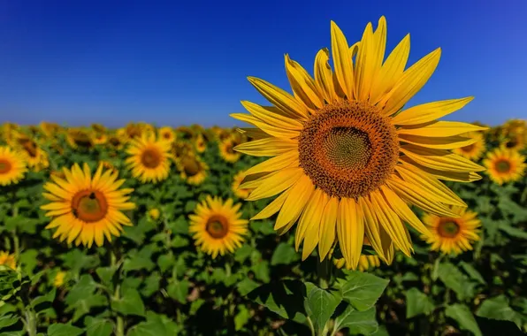 Field, sunflowers, bokeh