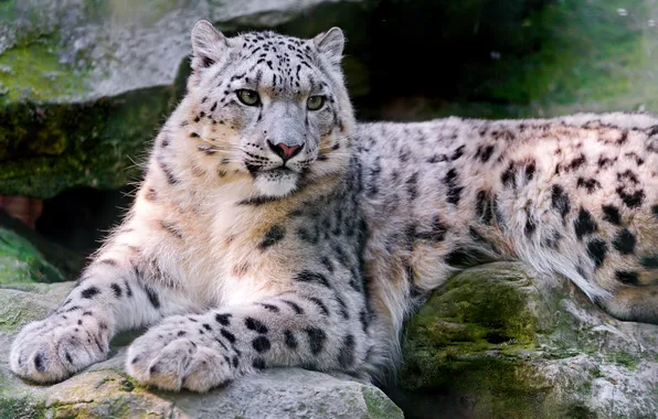 Stones, snow leopard, IRBIS. predator