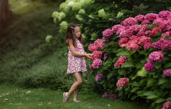 Picture summer, flowers, nature, girl, the bushes, child, hydrangea, Anastasia Barmina