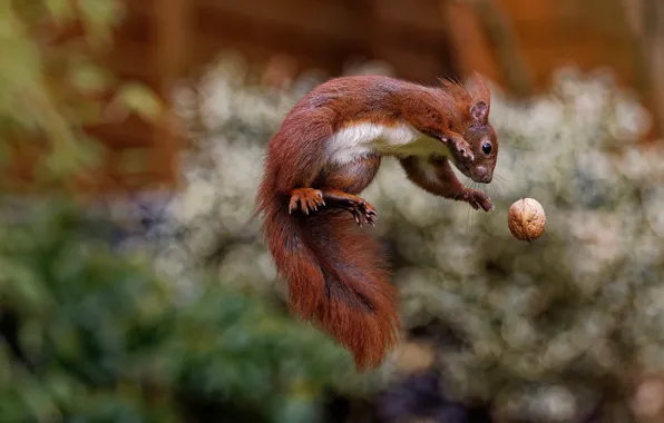 Picture nature, pose, jump, the game, protein, nuts, bokeh, In The Air