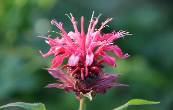 Flower, summer, macro, background, pink, blurred, monarda