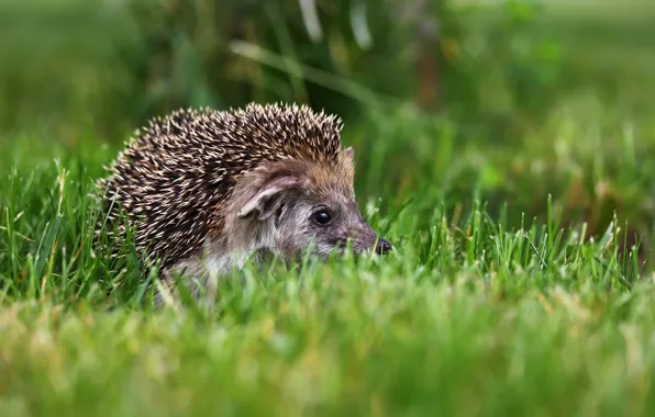 Background, hedgehog, weed