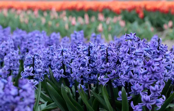 Flowers, spring, flowerbed, a lot, lilac, hyacinths