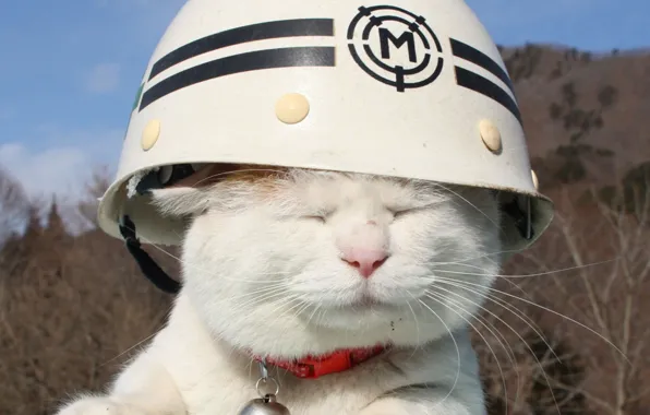 White, cat, mood, helmet