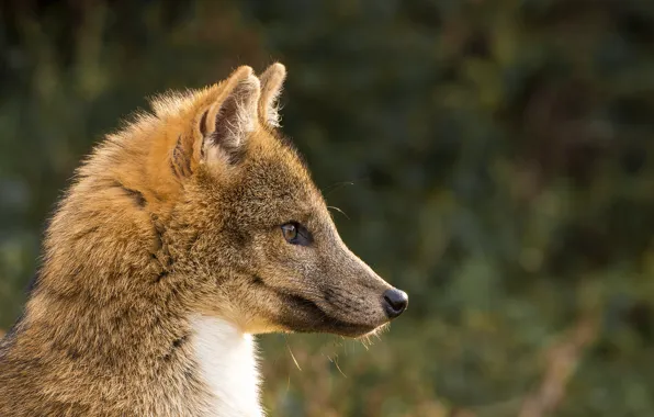 Look, face, Fox, Fox
