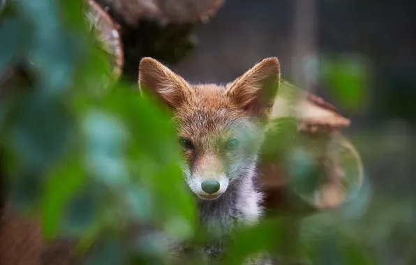 Foliage, in the woods, Fox, looking at the camera