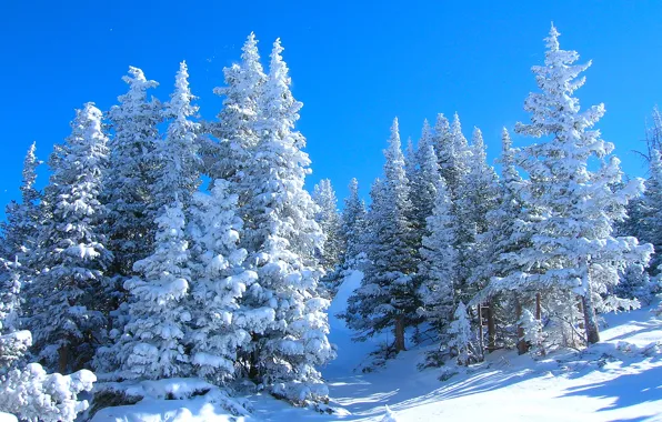 Picture winter, forest, the sky, snow, trees, spruce, slope