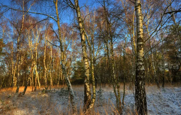 Picture frost, autumn, the sky, trees, birch, grove