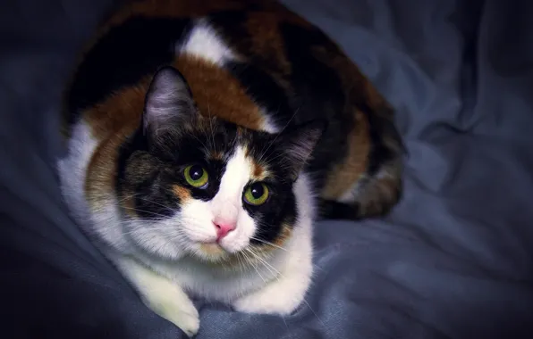 Cat, look, pose, fabric, lies, photoshoot, tri-color, spotted