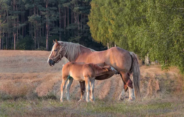 Picture field, forest, grass, trees, nature, pose, horse, glade