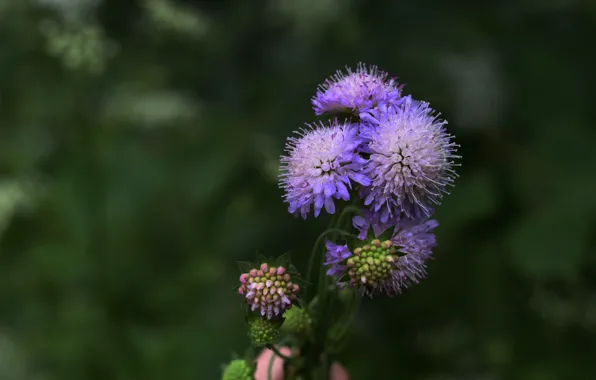 Picture macro, flowers, nature, Korostovec