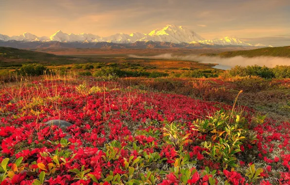 Picture flowers, mountains, fog, 152