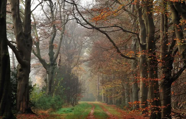 Autumn, forest, fog, track, forest, Autumn, fog, path