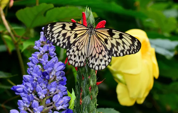 Flowers, macro, butterfly, wings, beautiful, closeup